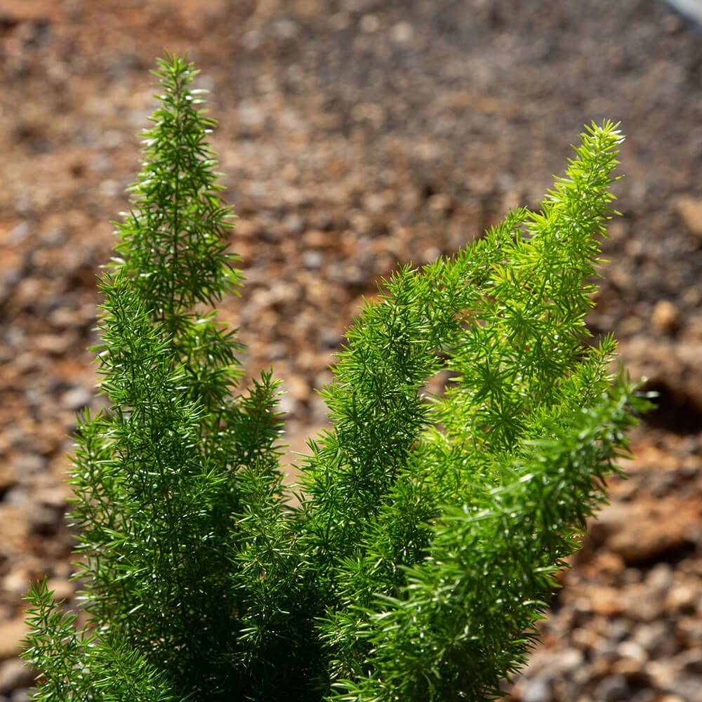 2.5 Quart Foxtail fern in a black pot. Light green foliage