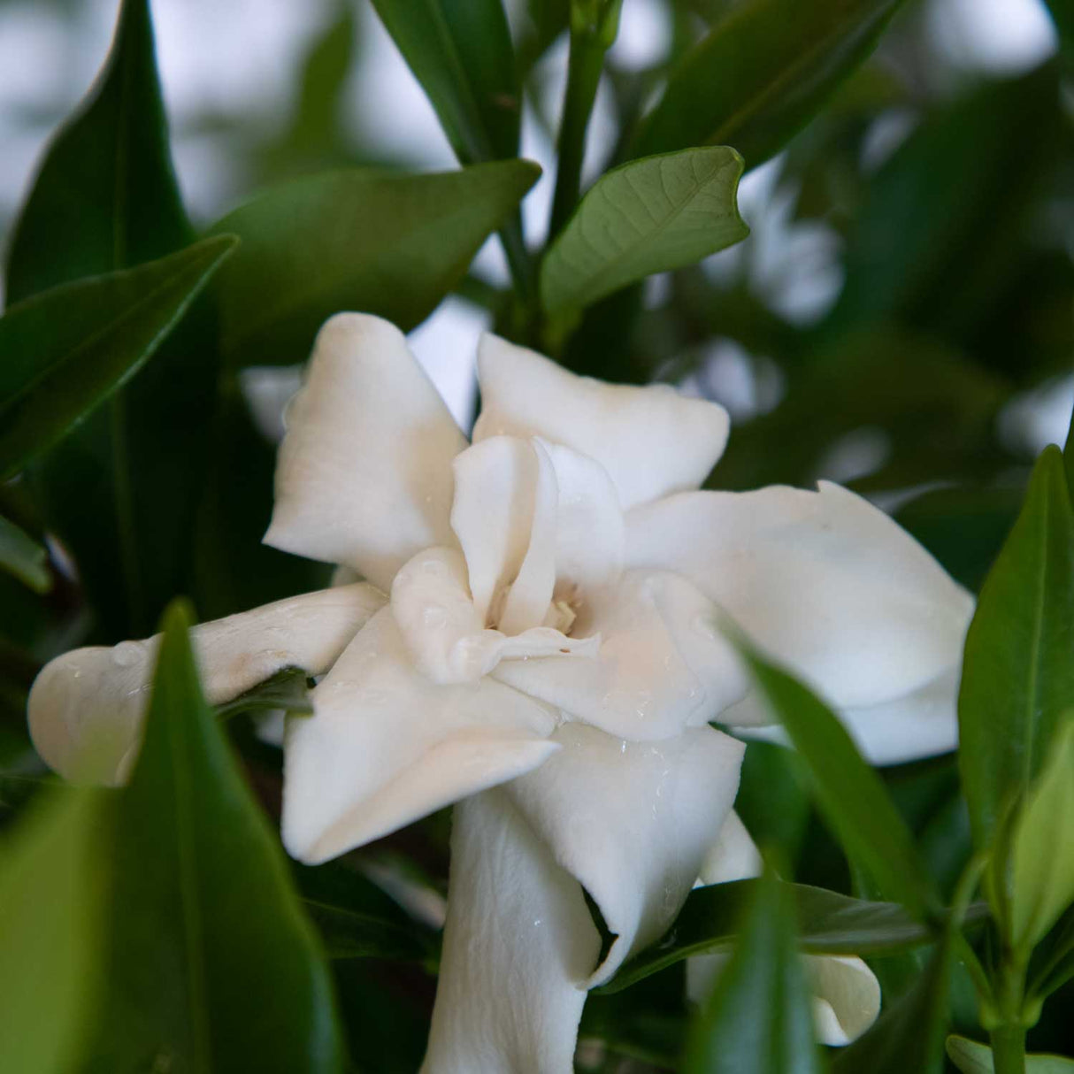 Close up of the white blooms of a frost proof gardenia