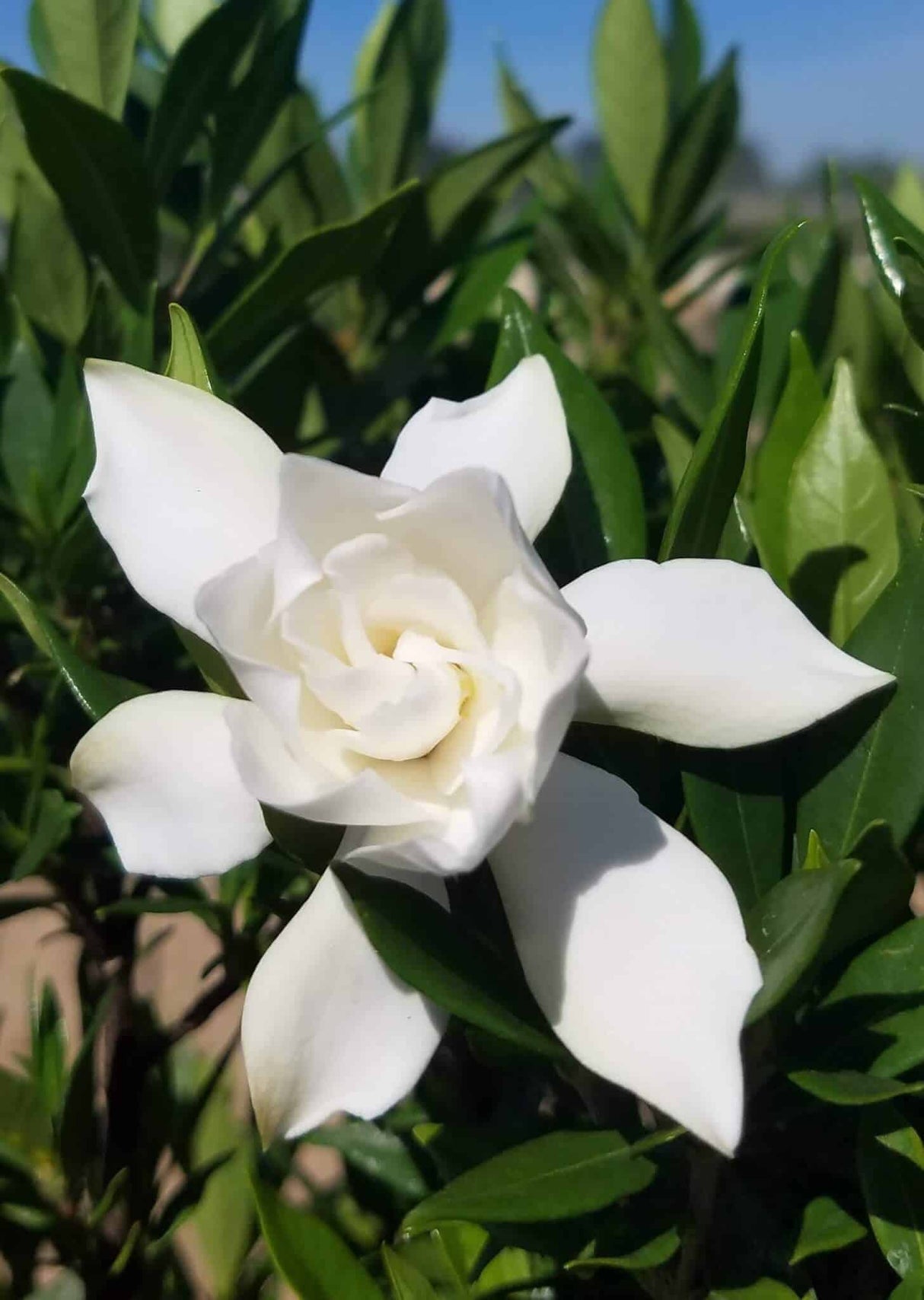 frost proof gardenia fragrant white flower and green leaves