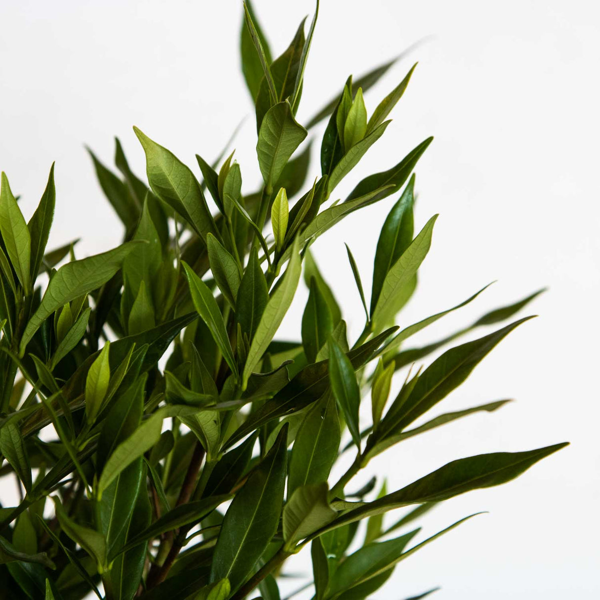 Frost Proof Gardenia foliage shot up close