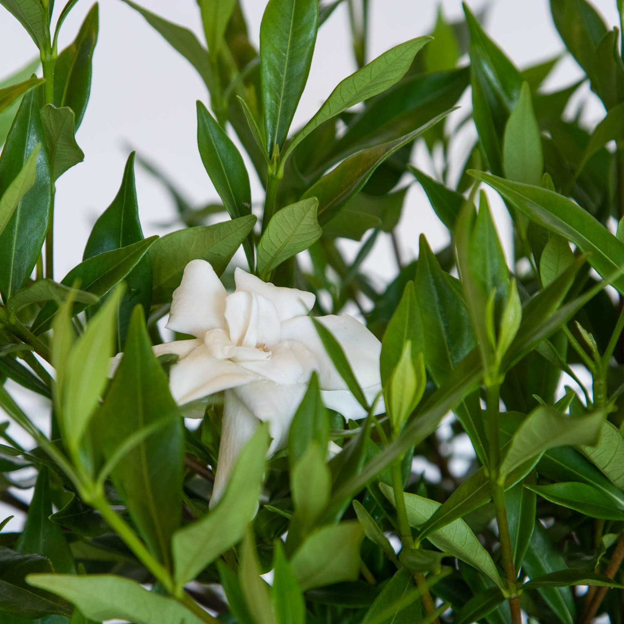 Frost proof gardenia white bloom