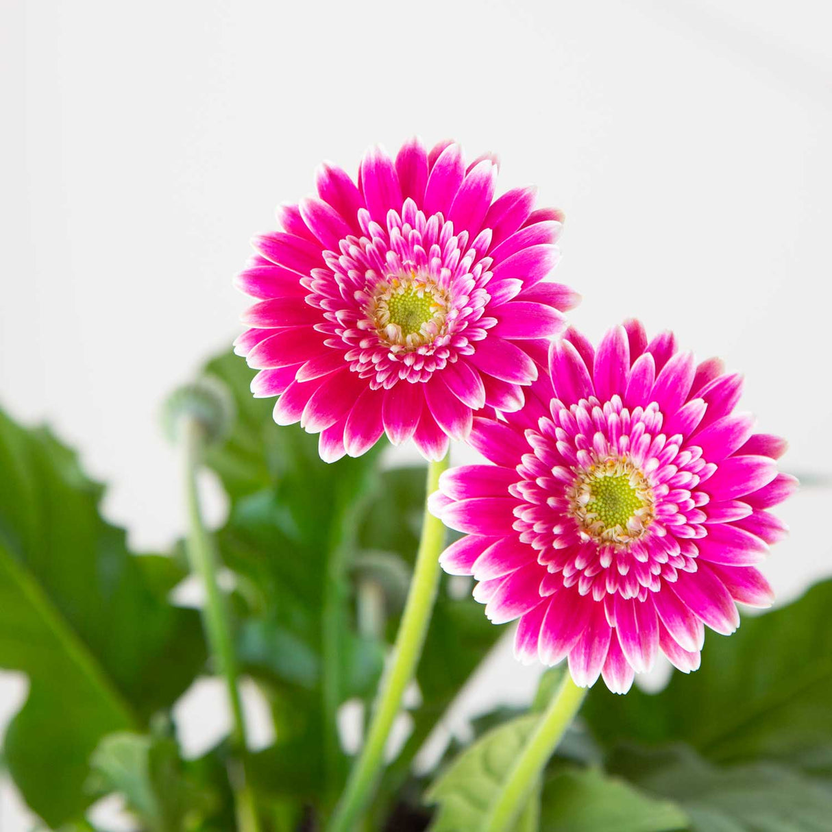 southern living frosted pink gerber daisy for sale online 