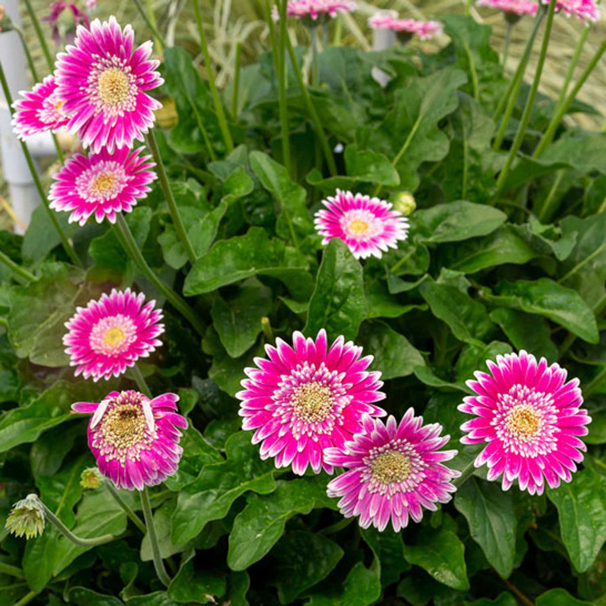 Frosted Hot Pink Garden Jewels™ Gerbera Daisy