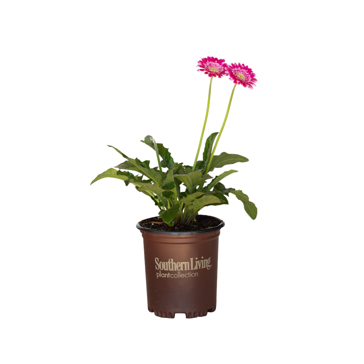 frosted pink gerbera daisy for sale