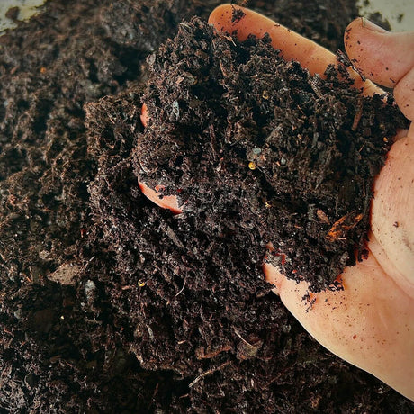 Closeup of a hand in rich brown garden soil used for amending existing soil