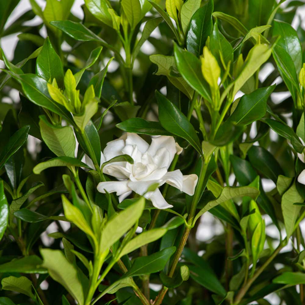 Gardenia Fool Proof white flower and green foliage on a gardenia flowering shrub for sale online