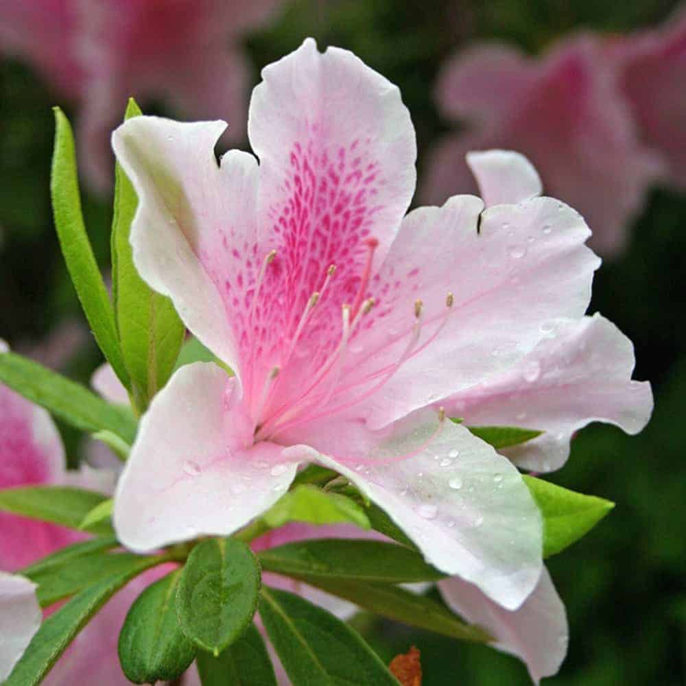 George L Taber azalea bloom with light pink fringe and fuchsia pink center