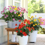 gerbera flowers for sale online gerbera daisy potted plants