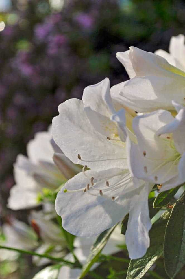 Mrs gg gerbing white azalea bloom