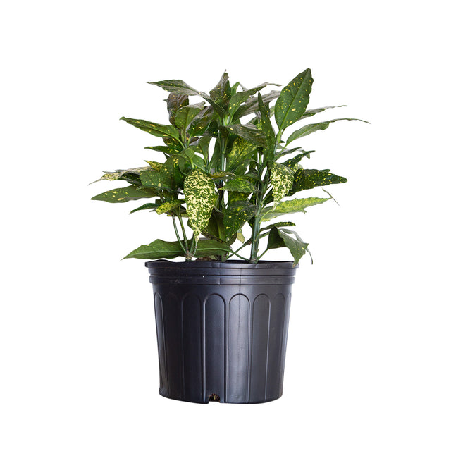 2.5 Gallon Gold Dust Variegated Aucuba Japonica for sale features green leaves with yellow specs in a black nursery pot on a white background