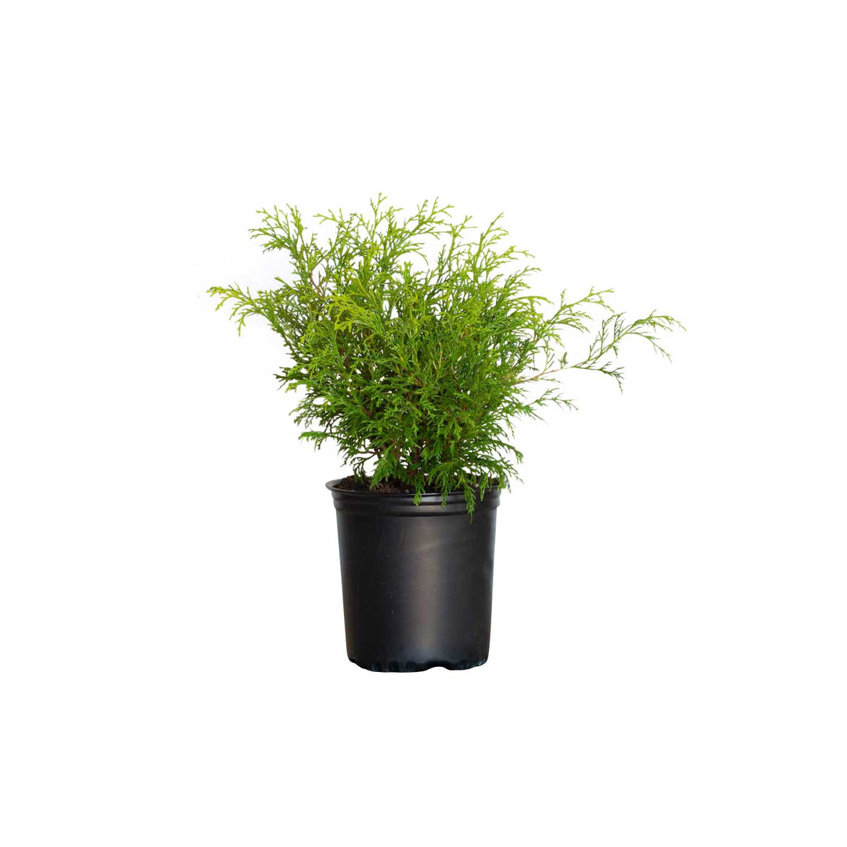 2.5 Quart Gold Mop False Chamaecyparis for sale with bright yellow foliage in a black nursery pot on a white background