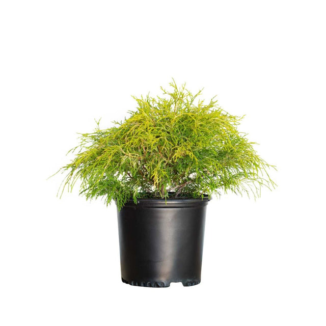 2.5 Gallon Gold Mop False Cypress for sale with bright yellow foliage in a black nursery pot on a white background