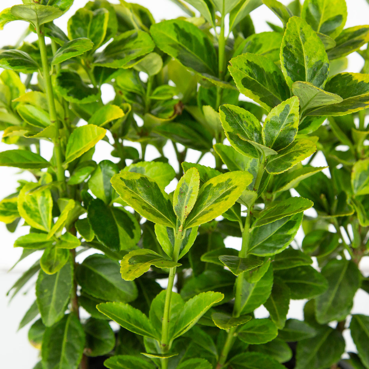 variegated golden euonymous evergreen shrub wintercreeper spindle tree for sale online