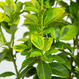 variegated foliage landscape shrub for sale golden euonymus