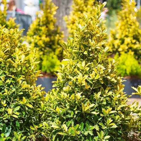 Golden Oakland Holly's with pyramid form and yellow and green leaves