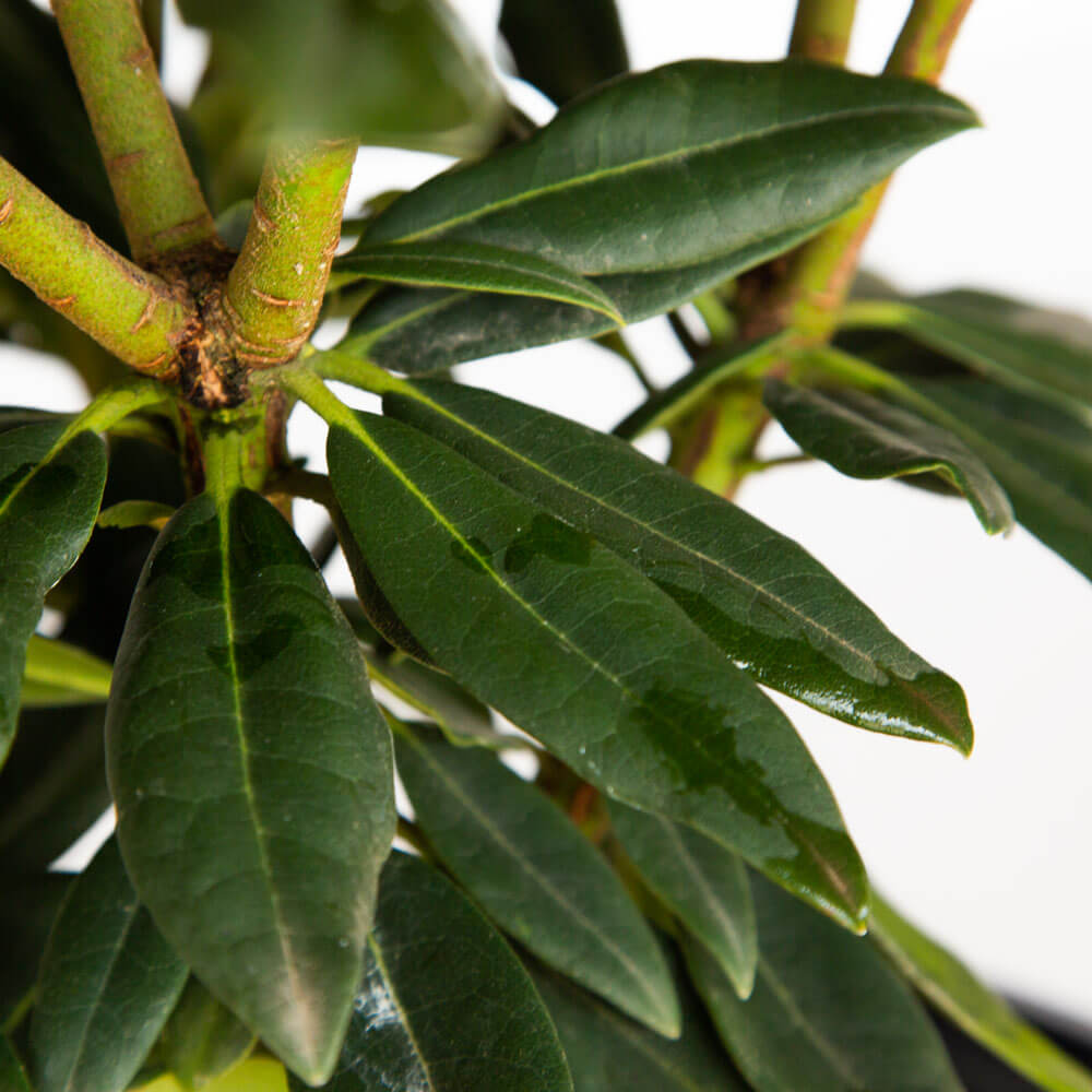 evergreen rhododendron foliage
