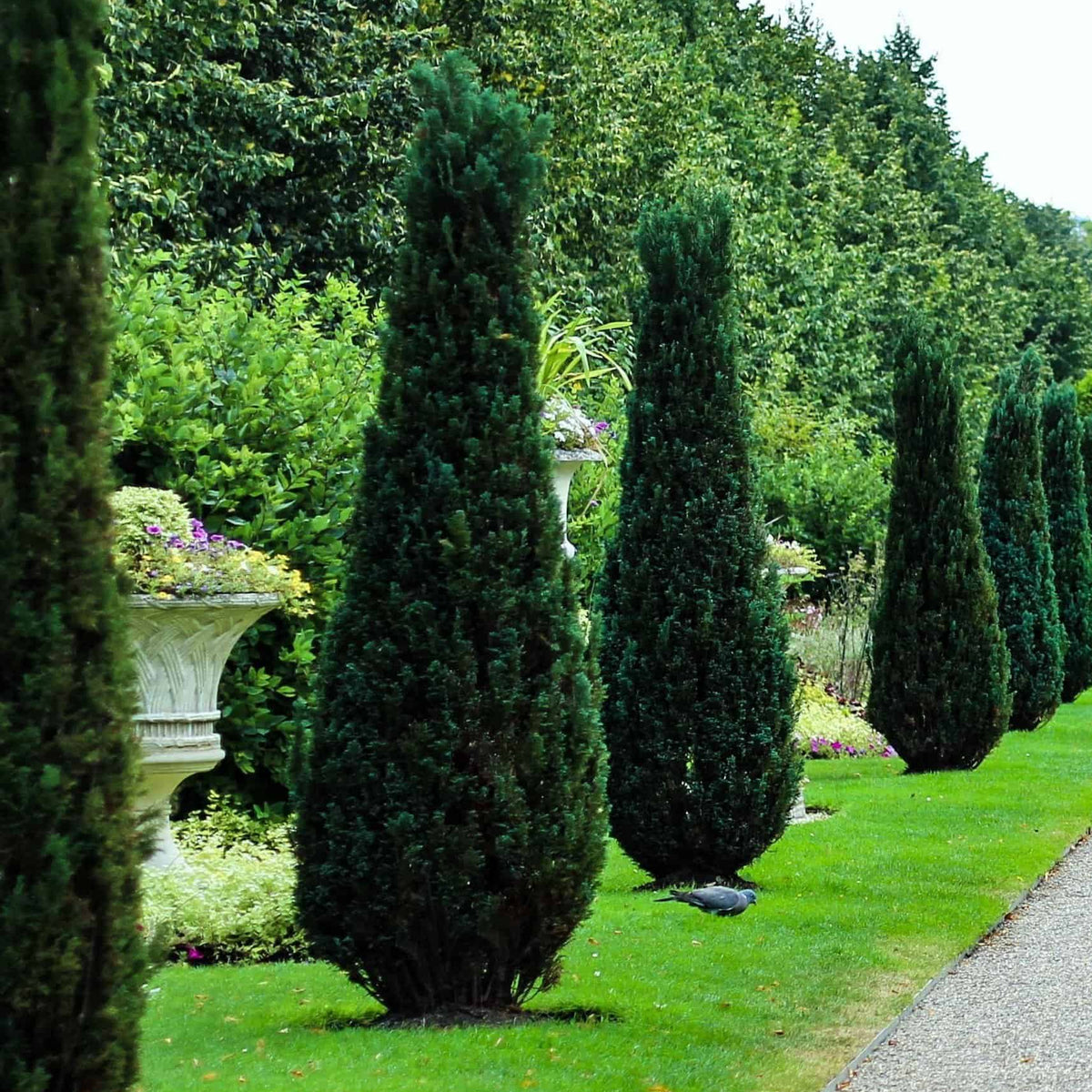 Green Hetzi Columnar Juniper | Shop with PlantsbyMail.com – Plants by Mail