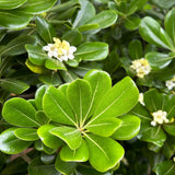 Green Pittosporum lush green leaves with white blooms in the background japanese cheese wood