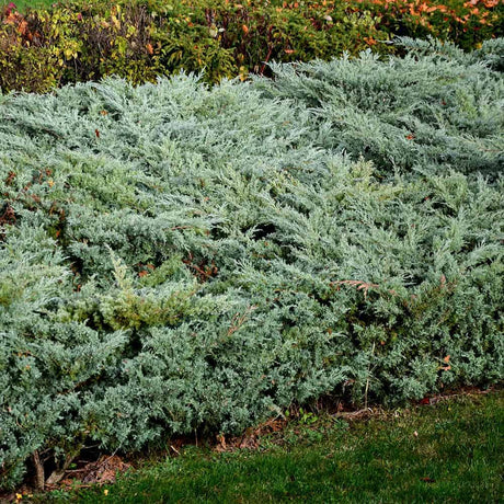 Grey Owl Juniper as a hedge