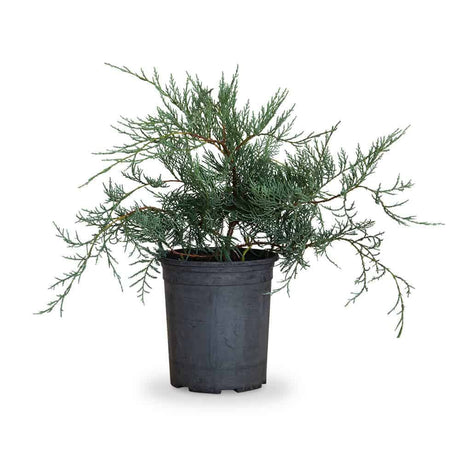 2.5 Quart Grey Owl Juniper for sale with sprawling green foliage in a black nursery pot on a white background