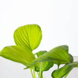 Closeup of guacamole hosta's bright green variegated foliage. Light green centers extend out to darker green fringes