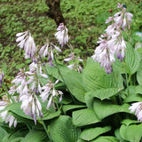 Halcyon Hosta with blooms