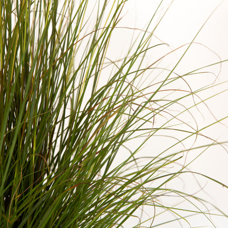 hameln fountain grass for sale online