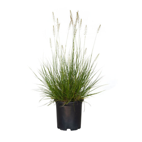 2.5 Quart Hameln Grass for sale with beige blooms on long stems above flowing green foliage in a black nursery pot on a white background