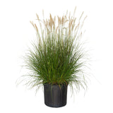 Hameln Fountain Grass (Pennisetum)