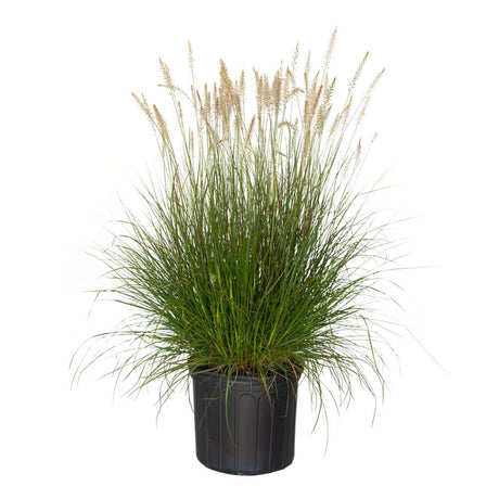 2.5 Gallon Hameln Grass for sale with beige blooms on long stems above flowing green foliage in a black nursery pot on a white background