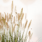 hameln fountain grass flowers for sale online