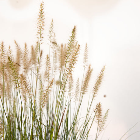 hameln fountain grass flowers for sale online