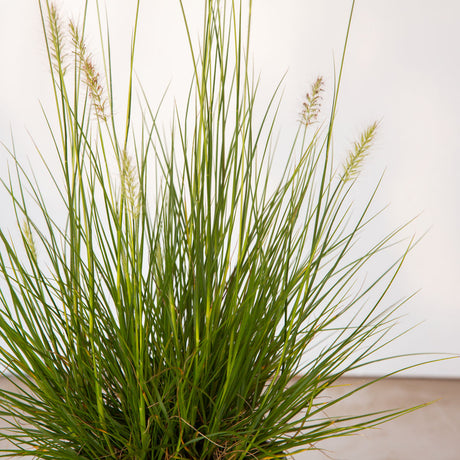 hameln grass pennisetum for sale ornamental grass white plumes evergreen foliage