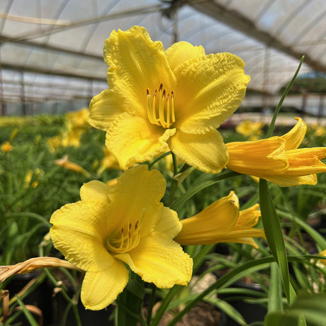 Happy Returns Daylily for sale with yellow flowers 