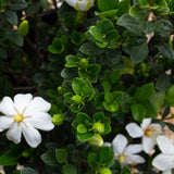 hardy daisy gardenia bush foliage with white fragrant flower for sale