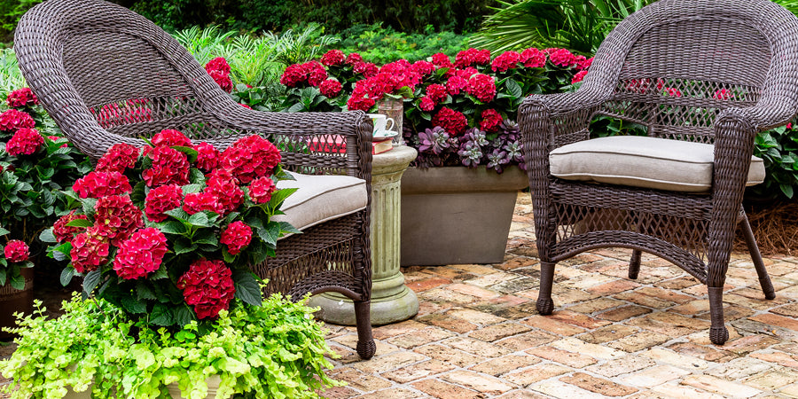 red hydrangeas planted next to wicker chairs