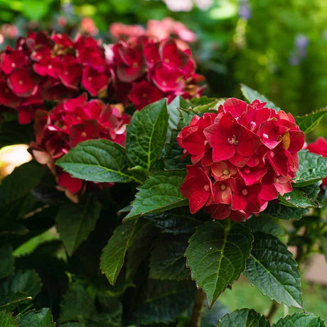 Closeup of cherry red hydrangea blooms