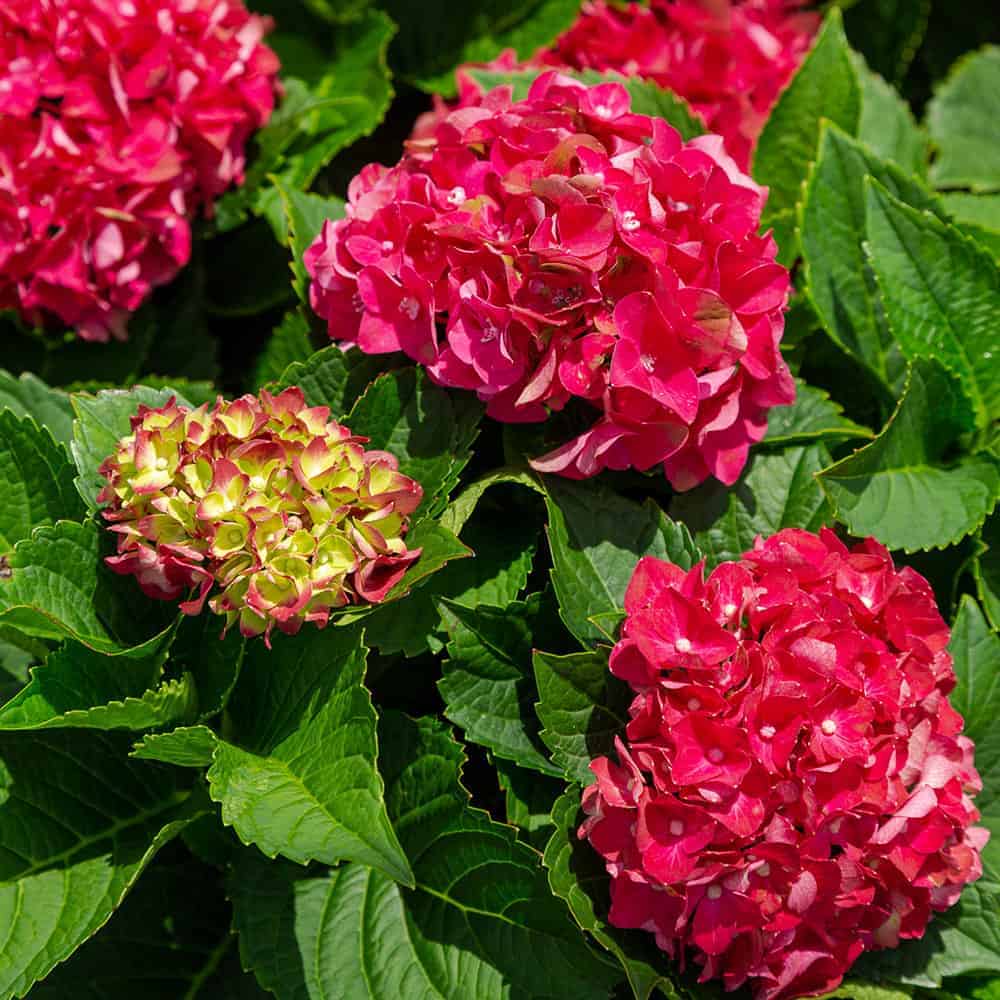 Heart throb hydrangea cherry red blooms. Hydrangea macrophylla blooms in the early spring and into the summer