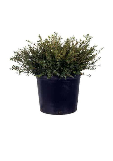 2.5 Gallon Helleri Holly for sale with tiny green leaves and evergreen habit in a black nursery pot on a white background
