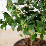 foliage of blueberry bushes for sale before producing fruit