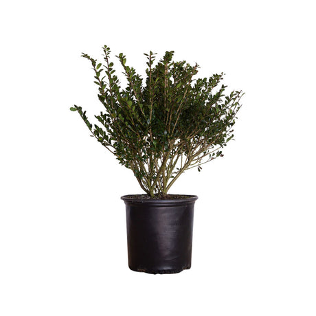 2.5 Gallon Compacta Holly for sale with small evergreen leaves and upright habit in a black nursery pot on a white background