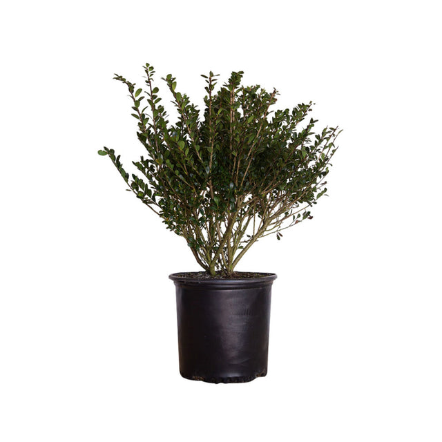 2.5 Gallon Holly Compacta for sale with dense evergreen foliage in a black nursery pot