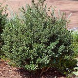 Ilex Compacta bush planted in the landscape surrounded by perennial grasses and pine bark mulch