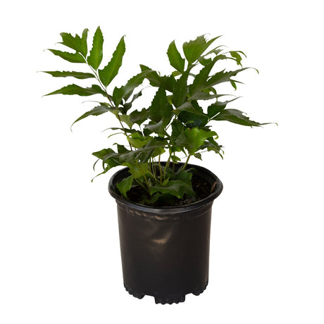 2.5 Quart Holly Fern for sale with dark green foliage in a black nursery container on a white background