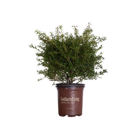 2.5 Quart Low Rider Holly for sale with large bushy evergreen habit in a brown southern living plants pot on a white background