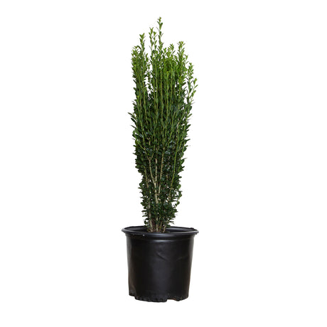 2.5 Gallon holly sky pencil for sale potted plant in black pot 