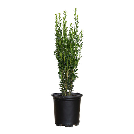 japanese sky pencil holly for sale potted plant for sale
