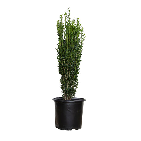 holly sky pencil for sale potted plant in black pot 