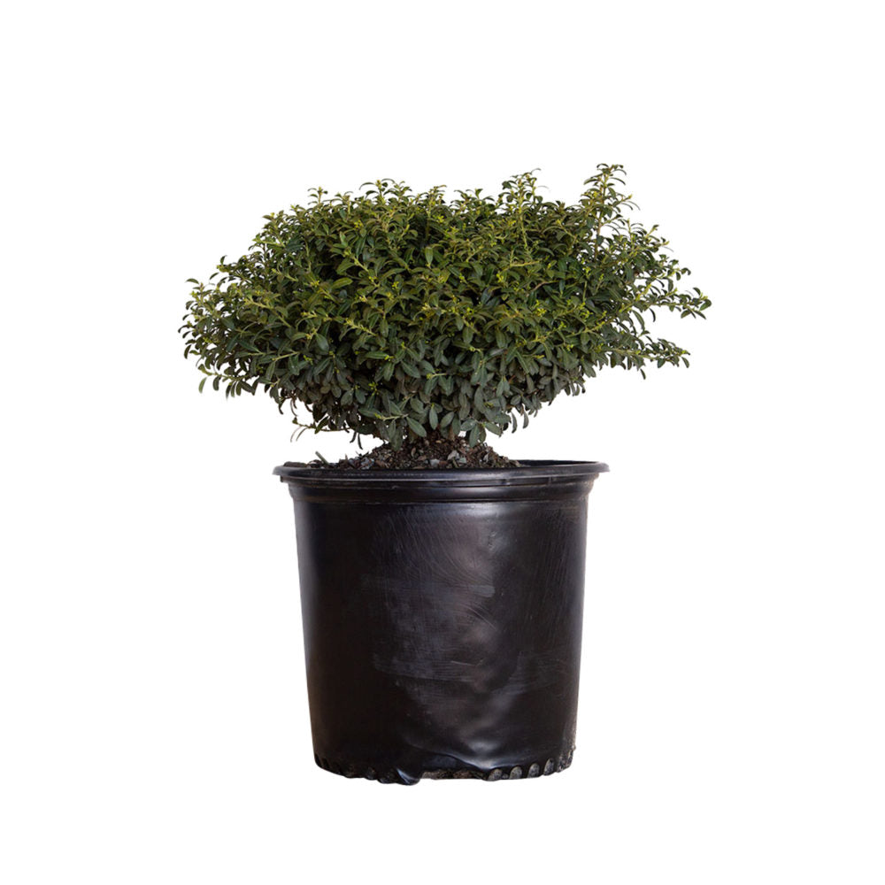 3 Gal. Soft Touch Holly Shrub in a black pot