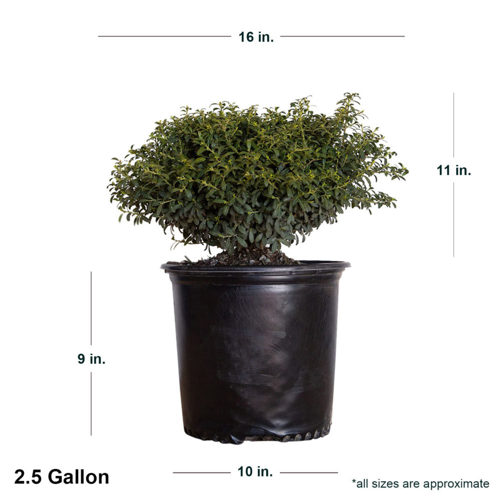 2.5 Gallon soft touch Holly in black container showing dimensions